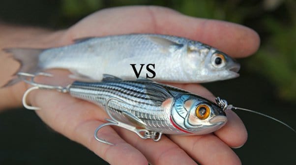 The Pros and Cons of Using Live Bait vs. Lures for Fishing